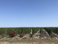 Vignes de Margaux