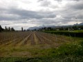 Vignes de Ripaille Vignes de Ripaille