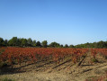 Vignes début novembre