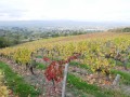 Vignes en automne
