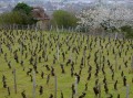 A travers vignes et forêts A travers vignes et forêts