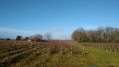 Un circuit Vignes et Villages à La Haie-Fouassière