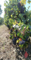 Vignes - Entre Loire et Vignoble à Drain
