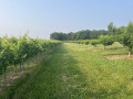 Vignes et arbres fruitiers