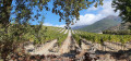 Vignes et colline