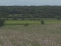 Vignes et fleurs
