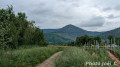 Vignes et Mont Ste Odile