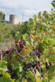 Vineyards and mill