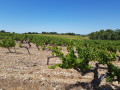 Vignes sur le plateau