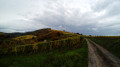 Vignes