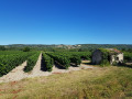 Vignes Vignes