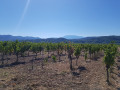 Vignes