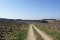Vignes