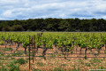 Vignes