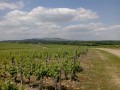 Les Pierres Dorées et les Vignes de Châtillon