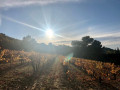 Vignes