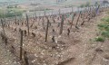 Vignes