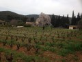 Vignes