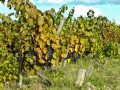 Vignes