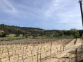 Vignes