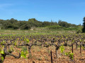 Vignes