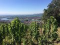 vignes