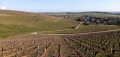 À travers le vignoble sancerrois entre Verdigny et Sury-en-Vaux
