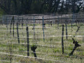 vignes