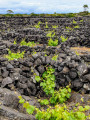 Vignes