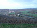 Vignes