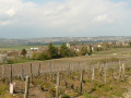 Vignes Vignes