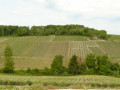 Vignes
