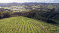 Vignes vues d'en haut
