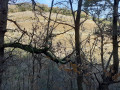 Vignes vues des bois