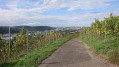 Die Weinberge und die historische Stadt Esslingen am Neckar