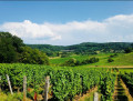 Vignoble de Montigny-lès-Arsures