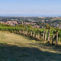 Vignoble de Wissembourg