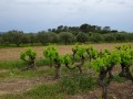 Vignoble et champ d'oliviers