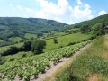 Vignoble, forêts et pâturages