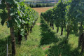 Rangs de vigne