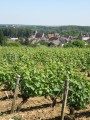 Circuit à travers les vignes de Reuilly et les prairies de l'Arnon