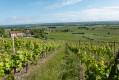 Vignoble sous le ch&acirc;teau de Monbazillac