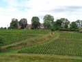 Vignoble sous le Château de Rougeon