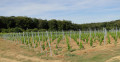 Vignoble sur Bellefontaine Vignoble sur Bellefontaine