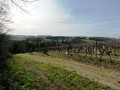 Vignoble
