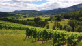 Vignoble