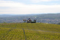 Vignoble
