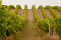 Vignoble