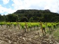vignoble