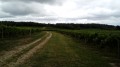 Vignoble